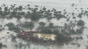 Qld floods whack AACo again but expectations bullish for beef pasture market