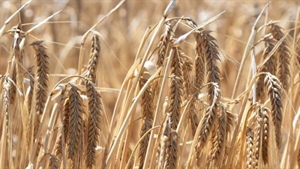Late national harvest boost as southern yields up to 30pc up on expectation