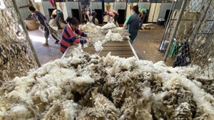 The state where growers and shearing contractors could be risking big fines