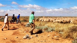 Australian cattle giant looks to sheep, snaps up second huge WA property