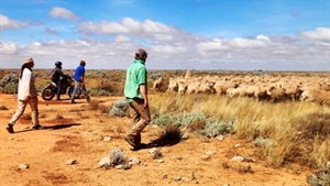 Australian cattle giant looks to sheep, snaps up second huge WA property