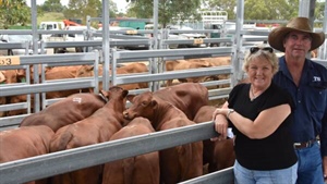 Restocker yearling prices head for the stars as grass fever pushes south