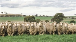 Rupert Murdoch's prized property Springfield, Bogo Genetics on the market