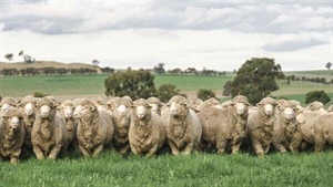 Rupert Murdoch's prized property Springfield, Bogo Genetics on the market