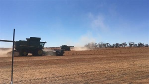 Farmers sticking fat with lentils this season in spite of pricing free fall