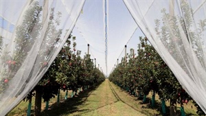 Goulburn Valley orchard sale offers exclusive bite of premium apple market