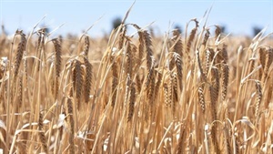 New barley dormancy breakthrough could save Australian growers millions