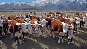 Trump and Argentina deal set to see far bigger flows of beef headed for US