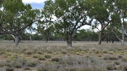 Northam: south west property perfect for to sheep, cattle, goats | Photos