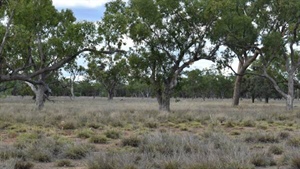 Northam: south west property perfect for to sheep, cattle, goats | Photos