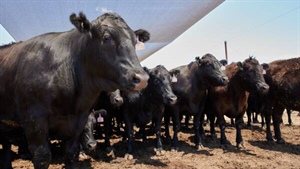 Mort & Co's highly developed Pinegrove, Yarranbrook feedlots under offer