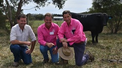 The world rankings are in: here's the top Angus sires in Australia right now