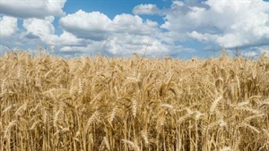 Overseas grain markets rally, but Aussie dollar's strength caps gains