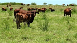 Quality grassed up Longreach/Winton weight-gain country hits the market