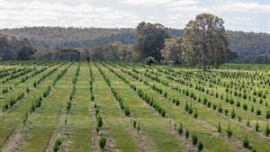 Carbon farming may remove three Tasmanias of ag land by 2050, estimates told