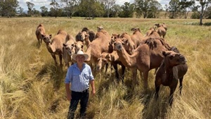 For the love of camels: big US milk deal as demand for dairy alternative soars