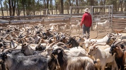 'Collapse in trade': opportunistic markets in goatmeat trade prove volatile