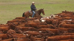 Four pillars that will define and reset Australian farming's next growth phase