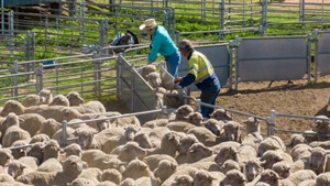 Sheepmeat prices set to fall from record highs, but wool gains momentum