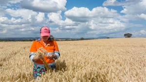 Calm grain market masks rising pressure from chaotic energy, fuel prices