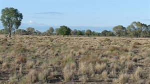 Bonnie-Doone and Beltana deliver proven grazing country with quality water