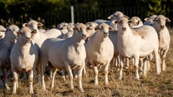 US lamb producers reap rewards as prices jump by more than 60 per cent