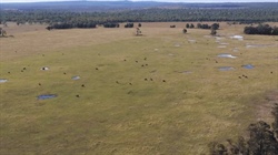 Gedley a large-scale breeding and backgrounding operation in tick-free zone