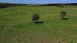 Top quality Maranoa cattle country with future gas and gravel potential