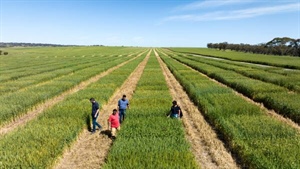 Promising results in nitrogen efficiency trials could help cut wheat inputs