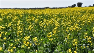 Six key on-farm strategies that can help you manage the nitrogen squeeze