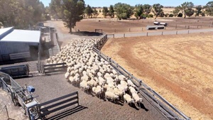 Buyer pounces on Mid North feedlot during price spike for SA lamb