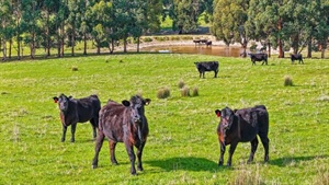 'Blue chip' farm in SA's Hindmarsh Valley finds a buyer after two years
