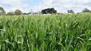Dry start means farmers shoring up crown rot protection via seed treatment