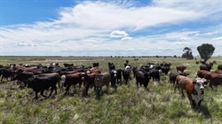 Kildare is brigalow cattle country carrying an abundance of quality feed
