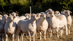 Beyond the numbers: unpacking the shifts in global demand for sheepmeat