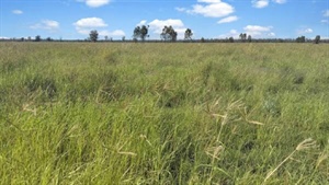 Western Downs property Four Bar sold for 'considerably more' post auction