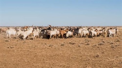 Goatmeat's path forward relies on US demand plus a broader market mix