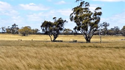 Another large piece of NSW's biggest sheep station about to be sold