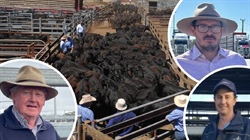 'They just keep coming': NSW sell-off sends eastern cattle prices tumbling