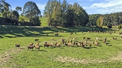 Family decides to sell 'highly profitable' dairy farm after long ownership