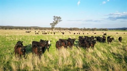 Dunedoo station splits in half as homestead block sells for $4.53m