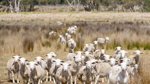 Australian lamb finds middle ground as US and EU markets surge ahead