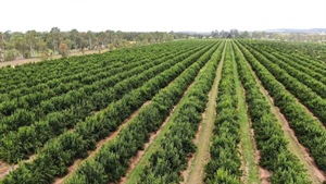 Large-scale irrigated operation with established citrus orchards