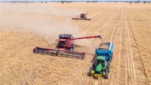While global grain markets are mixed, local rain provides a reason for hope