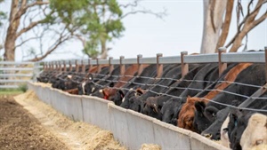 Explainer: why record feedlot numbers mask a stalled national herd rebuild
