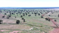 Keigho with excellent balance of grazing, productive cultivation country