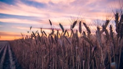 More than numbers: what China's grain reserves mean for global food supplies