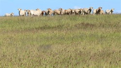 Grassed up, developed Maranoa country makes very impressive $2193/acre