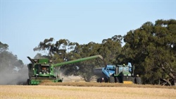 Canola sitting pretty at more than $800/t as global markets drive value up