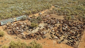 Major property capable of running up to 15,000 cattle on the market | Video